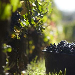 Rencontres vigneronnes