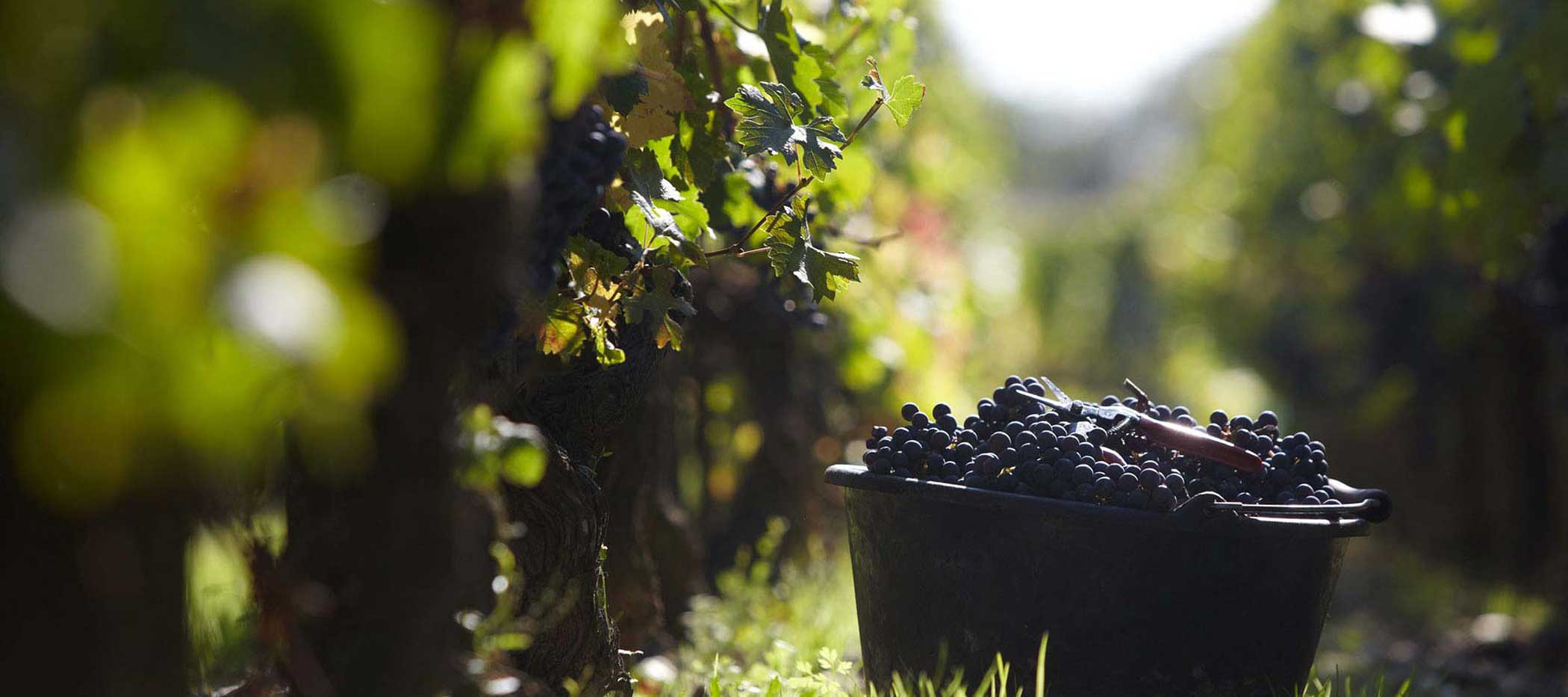 Rencontres vigneronnes